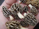 Morchella diminutiva image