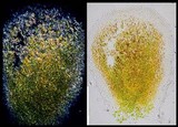 Pertusaria coccodes image