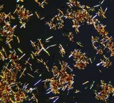 Pertusaria coccodes image