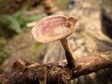Royoporus badius image