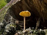 Lichenomphalia umbellifera image
