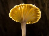Lichenomphalia umbellifera image