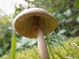 Entoloma holoconiotum image