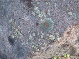 Lecanora muralis image