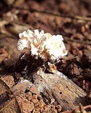 Xylaria cubensis image