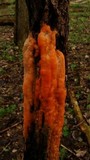 Fusicolla merismoides image