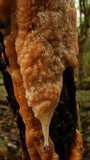Fusicolla merismoides image