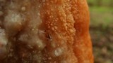 Fusicolla merismoides image