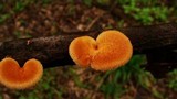 Polyporus alveolaris image