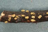 Velutarina rufo-olivacea image