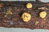 Velutarina rufo-olivacea image
