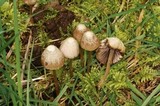 Psathyrella prona image