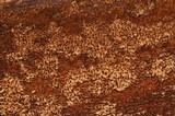 Pirex concentricus image