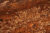 Pirex concentricus image