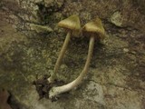 Entoloma versatile image