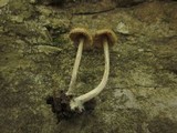 Entoloma versatile image