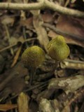 Entoloma versatile image