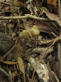 Entoloma versatile image