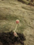 Microstoma floccosum image