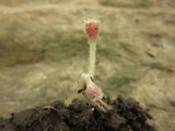 Microstoma floccosum image