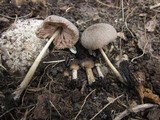Pluteus longistriatus image