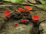 Sarcoscypha occidentalis image
