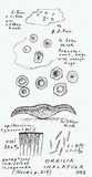 Hyalorbilia inflatula image