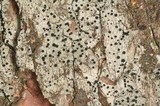 Cyphelium inquinans image