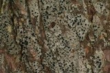 Cyphelium inquinans image