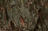 Cyphelium inquinans image