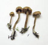 Laccaria bicolor image