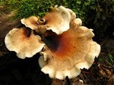 Royoporus badius image