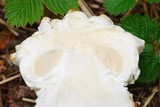 Amanita magniverrucata image