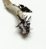 Laccaria bicolor image