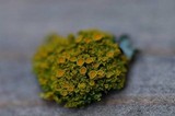 Xanthoria candelaria image
