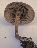 Tephrocybe atrata image