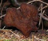 Gyromitra infula image