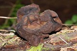 Gyromitra infula image