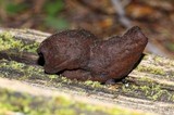 Gyromitra infula image