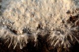 Phlebia phlebioides image