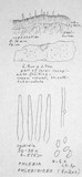 Phlebia phlebioides image