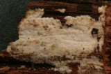Cabalodontia subcretacea image