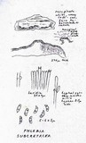 Cabalodontia subcretacea image