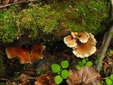 Royoporus badius image