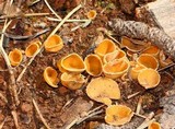 Geopyxis carbonaria image