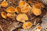 Geopyxis carbonaria image