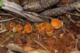 Geopyxis carbonaria image