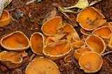 Geopyxis carbonaria image