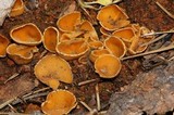 Geopyxis carbonaria image