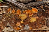 Geopyxis carbonaria image
